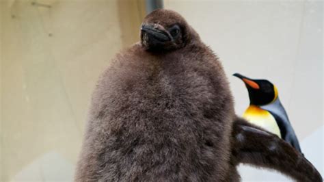 fluffy feathers. fendi|Pesto is growing up: The viral fluffy penguin is molting his baby .